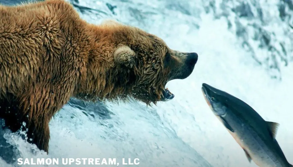 A Grizzly Bear with an open mouth about to catch a salmon swimming upstream